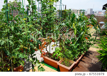 マンションのベランダで家庭菜園 無農薬栽培で美味しい野菜自給自足の写真素材