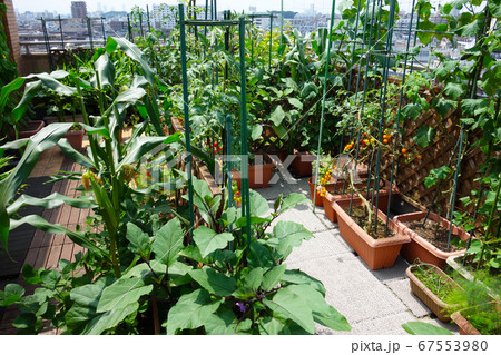 マンションのベランダで家庭菜園 無農薬栽培で美味しい野菜自給自足の写真素材