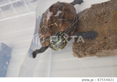 外に出してと訴えるクサガメ 67554021