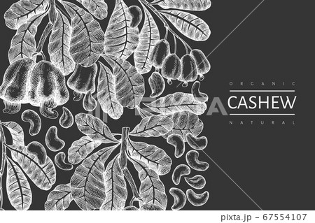 Hand drawn sketch cashew design template. Organic 67554107