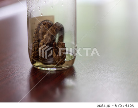 ハブ酒 ハブ酒 67554356