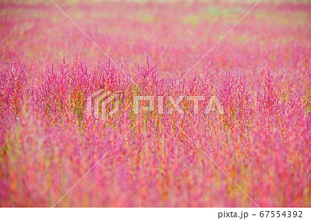 北海道　北見市　ワッカ原生花園で紅葉するサンゴ草 67554392