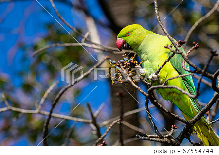 木の実を食べているワカケホンセイインコ 67554744