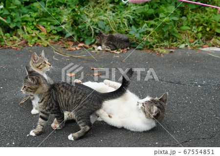 野良猫の仔猫が猫じゃらしに大興奮でジャンプ 野良猫の仔猫が猫じゃらしに大興奮でジャンプ 67554851