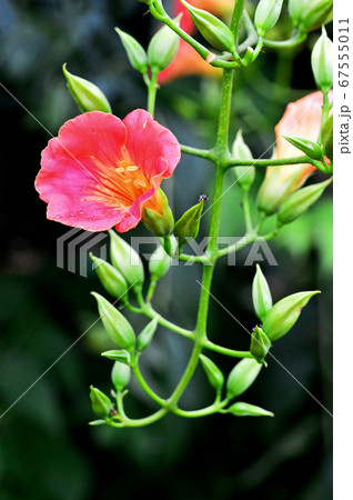 ノウゼンカズラ（凌霄花） 67555011