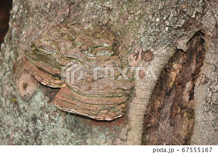 猿の腰掛 67555167