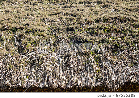 茅葺屋根と苔 67555288