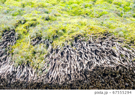 茅葺屋根と苔 67555294