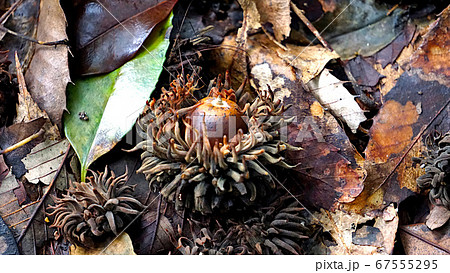 落ち葉の上のどんぐり 67555295