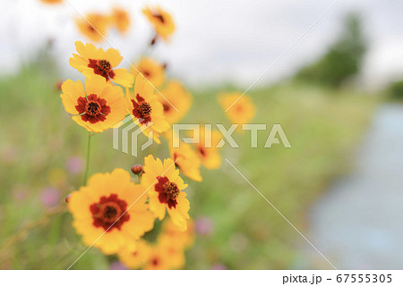 野に咲く花、ハルシャギク 67555305