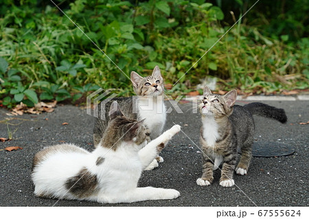 野良猫の子猫が猫じゃらしに大興奮で飛びます! 野良猫の子猫が猫じゃらしに大興奮で飛びます! 67555624