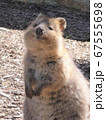 世界一幸せな動物　クオッカ 67555698