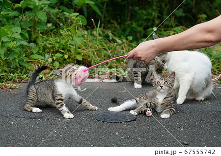 野良猫の子猫が猫じゃらしに大興奮で飛びます‼ 野良猫の子猫が猫じゃらしに大興奮で飛びます‼ 67555742