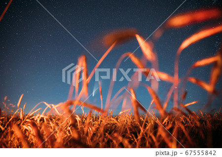 Belarus. 17 July 2020. Comet Neowise C/2020 F3 Shines Bright In The Night Starry Sky Above Young Wheat Field. Night Stars Above Summer Agricultural Field In July Month. Comet At A Distance Of 104 67555842