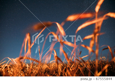 Belarus. 17 July 2020. Comet Neowise C/2020 F3 Shines Bright In The Night Starry Sky Above Young Wheat Field. Night Stars Above Summer Agricultural Field In July Month. Comet At A Distance Of 104 67555844
