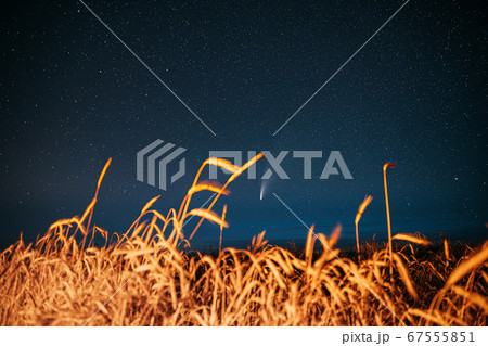 Belarus. 17 July 2020. Comet Neowise C/2020 F3 Shines Bright In The Night Starry Sky Above Young Wheat Field. Night Stars Above Summer Agricultural Field In July Month. Comet At A Distance Of 104 67555851