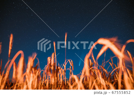 Belarus. 17 July 2020. Comet Neowise C/2020 F3 Shines Bright In The Night Starry Sky Above Young Wheat Field. Night Stars Above Summer Agricultural Field In July Month. Comet At A Distance Of 104 67555852