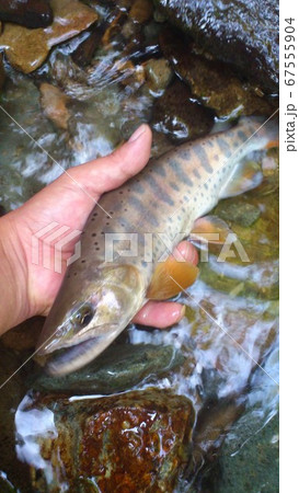 山女魚 山女魚 67555904