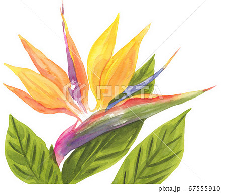 Strelitzia 718pix7 Stock Illustration