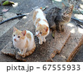 三匹のキューバの野良猫 67555933