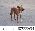 遠くを見つめるキューバの野良犬 67555934