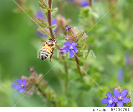 アルカネット畑を飛行するセイヨウミツバチ 67556761