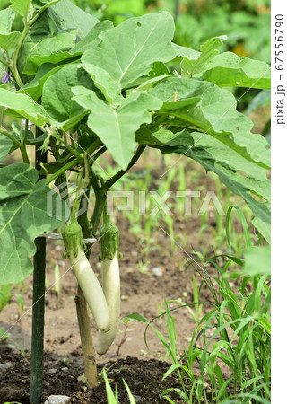 ナス　夏野菜　白ナス 67556790