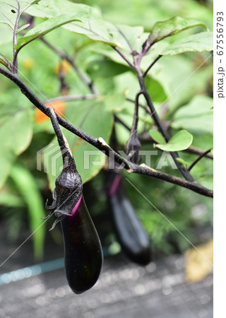 ナス　夏野菜 67556793