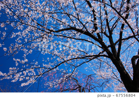 早朝の桜風景 早朝の桜風景 67556804