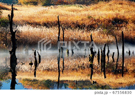 冬師湿原の秋の朝風景 67556830