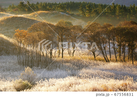 ススキに朝陽刺す湿原風景 67556831