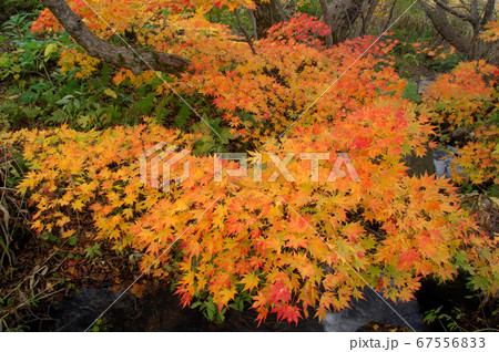 せまりくる紅葉 せまりくる紅葉 67556833