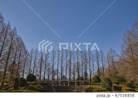 【相模原市】冬の相模原公園　メタセコイア並木 67556856