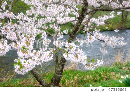 小川のほとりで咲く桜 67556861