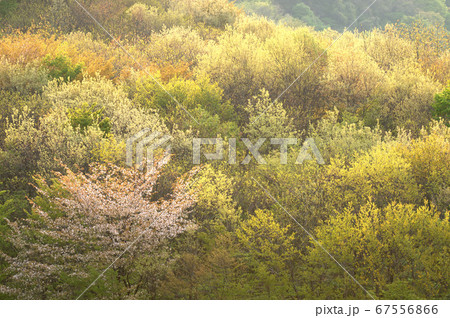 山桜と春紅葉萌える 67556866
