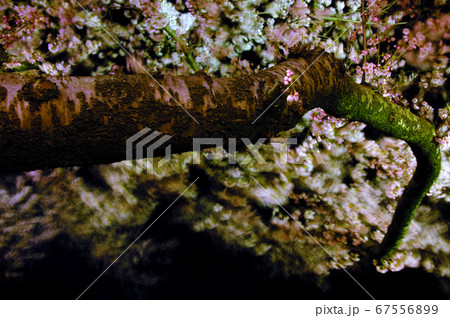 夜桜風に揺れる 夜桜風に揺れる 67556899