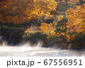朝霧の沼の紅葉 67556951