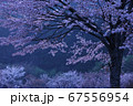 早朝の桜風景 67556954