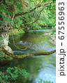 新緑に映える渓流 67556963