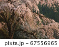 輝く枝垂れ桜 67556965