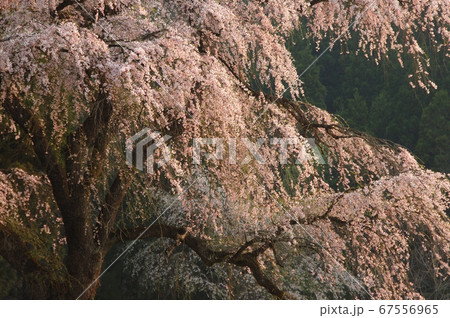 輝く枝垂れ桜 67556965