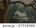 ひっそり咲く枝垂れ桜 67556966