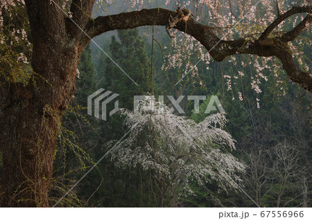 ひっそり咲く枝垂れ桜 67556966