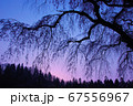 朝焼けの枝垂れ桜 67556967