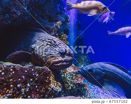 アカドンコと深海魚の仲間たちの写真素材