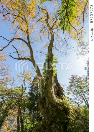 富山県　秋　五箇山　相倉合掌造り集落 夫婦ケヤキ 67557278