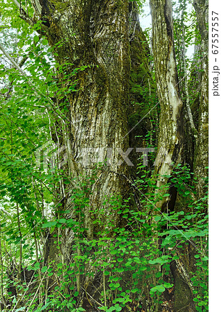 徳本峠の巨木 67557557