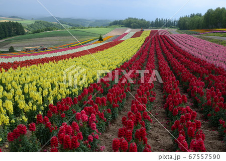 花 67557590