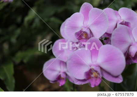台湾で出会った南国の花 台湾で出会った南国の花 67557870
