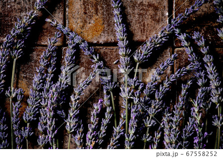 Lavender flowers on dark tile Lavender flowers on dark tile 67558252